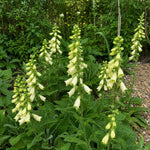 Digitalis lutea (Straw Foxglove) – perennial garden photograph 2