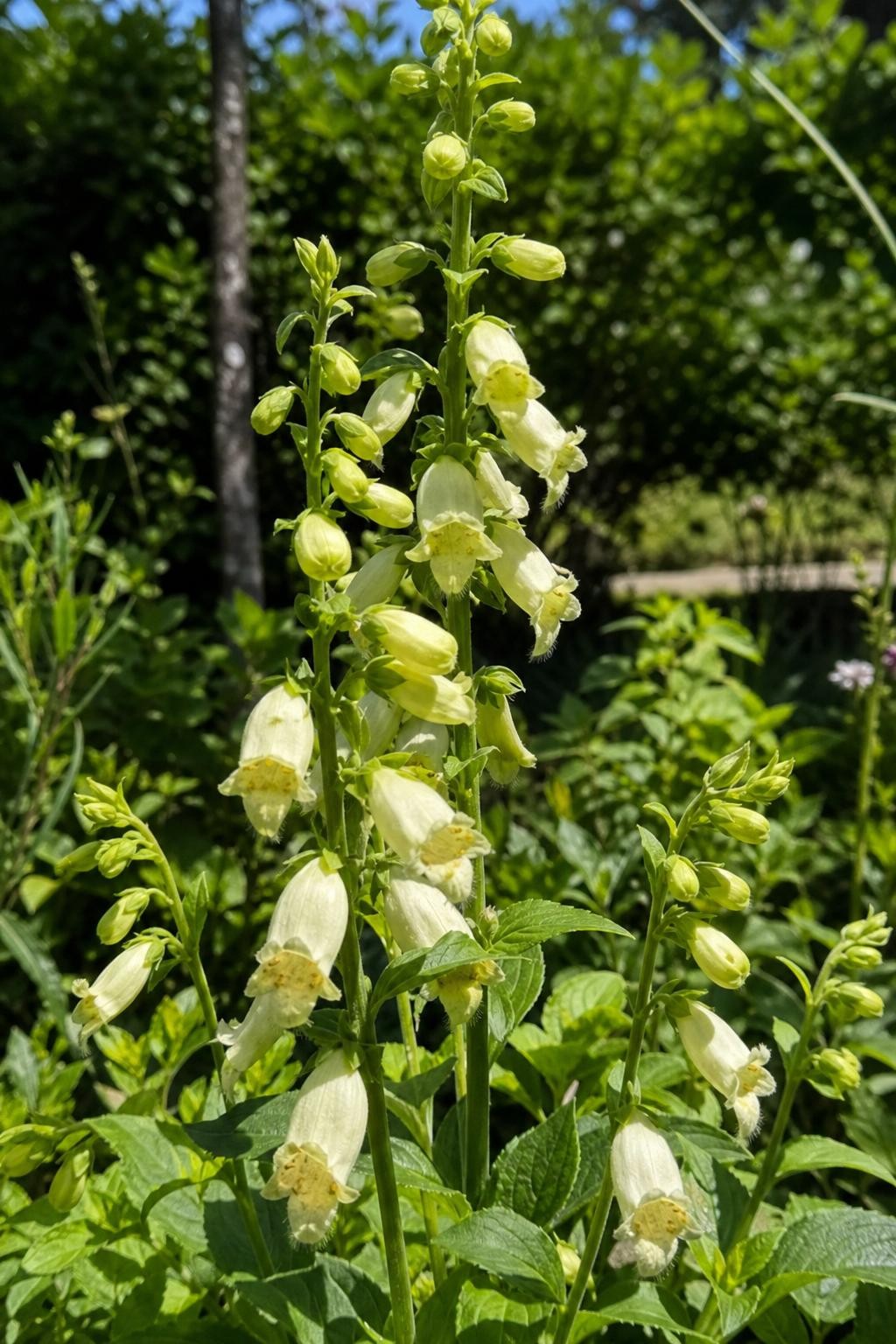 Digitalis lutea (Straw Foxglove) – perennial garden photograph 3
