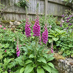 Digitalis purpurea - Pink (Foxglove) – perennial garden photograph 2