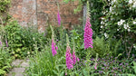 Digitalis purpurea - Pink (Foxglove) – perennial garden photograph 4