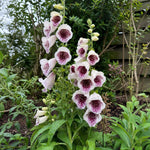 Digitalis purpurea - ‘Pam's Choice’ (Foxglove) – perennial garden photograph 2