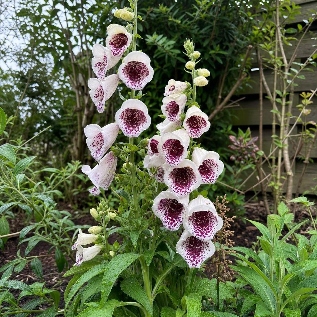 Digitalis purpurea - ‘Pam's Choice’ (Foxglove) – perennial garden photograph 2