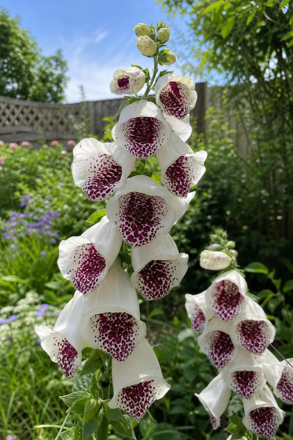 Digitalis purpurea - ‘Pam's Choice’ (Foxglove) – perennial garden photograph 3