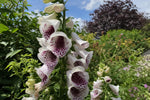 Digitalis purpurea - ‘Pam's Choice’ (Foxglove) – perennial garden photograph 4