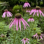 Echinacea pallida (Pale Purple Coneflower) – perennial garden photograph 2