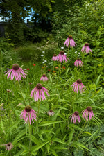 Echinacea pallida (Pale Purple Coneflower) – perennial garden photograph 3