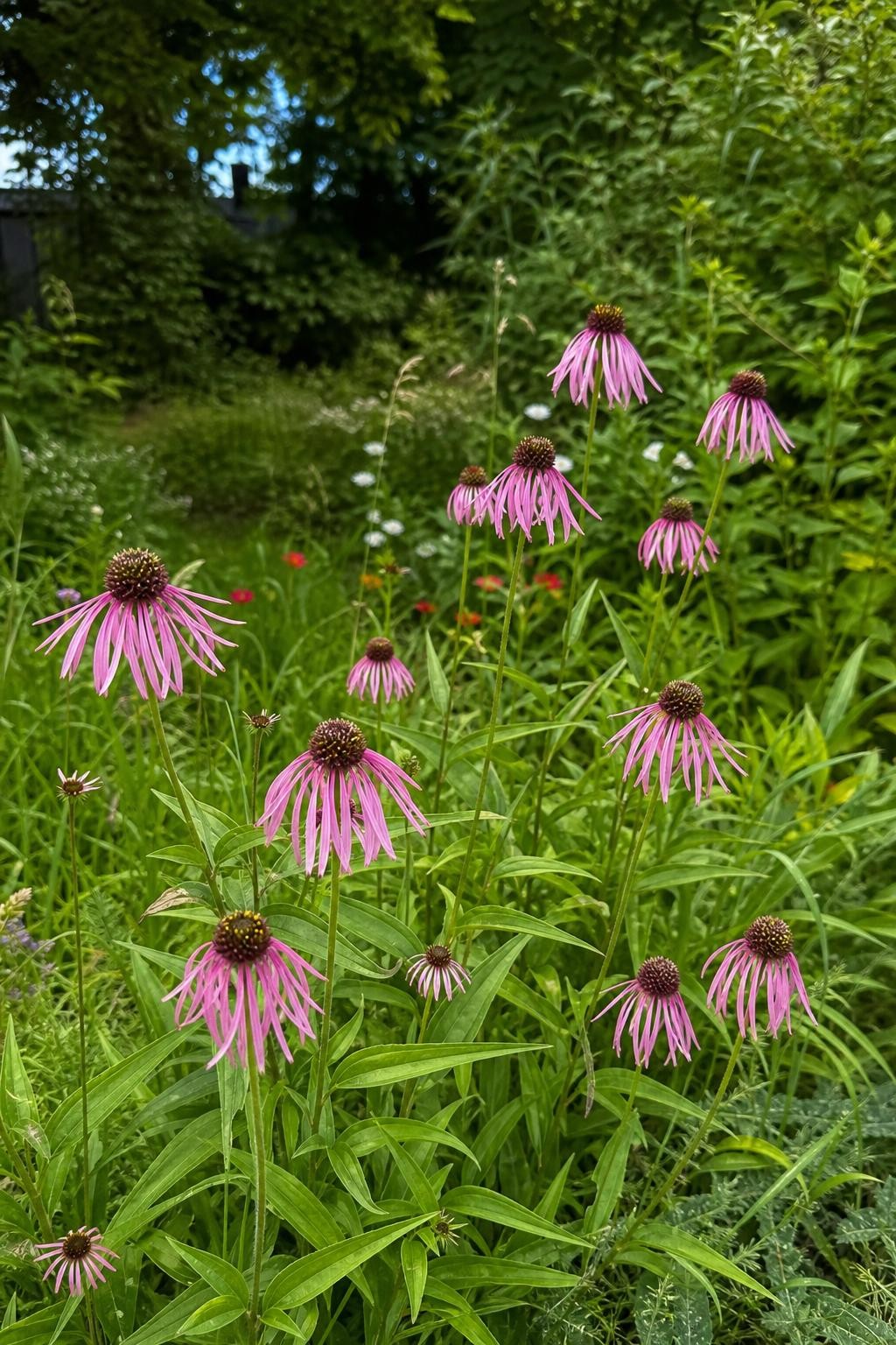 Echinacea pallida (Pale Purple Coneflower) – perennial garden photograph 3
