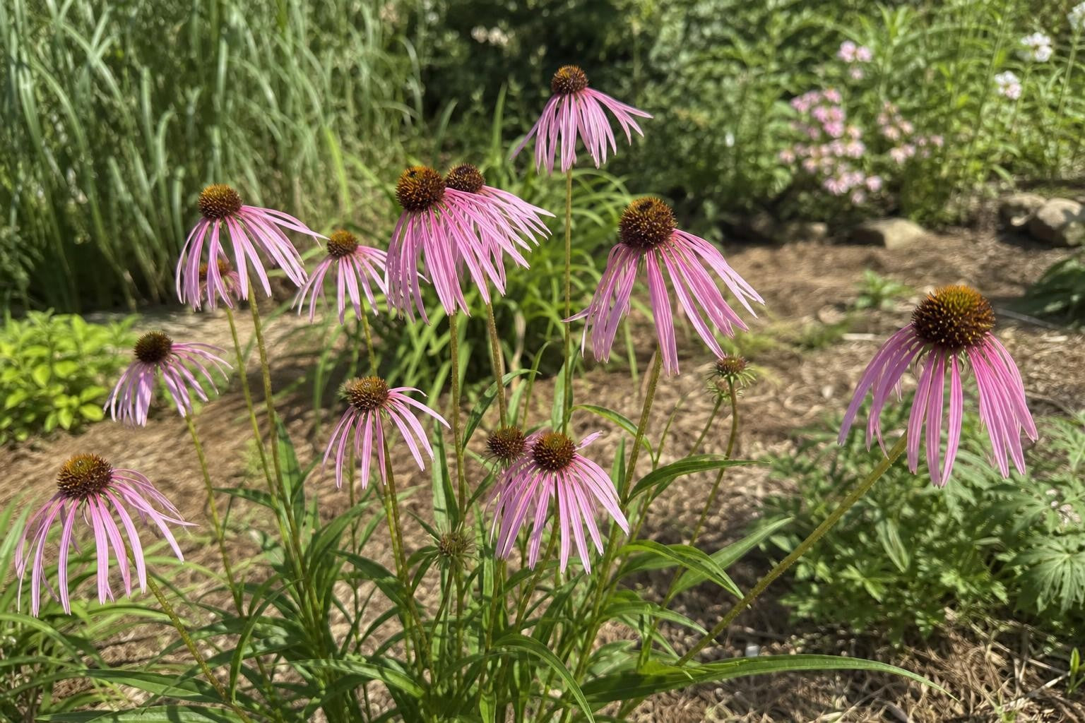 Echinacea pallida (Pale Purple Coneflower) – perennial garden photograph 4