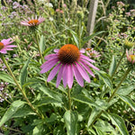 Echinacea purpurea - Purple-Red (Purple Coneflower) – perennial garden photograph 2