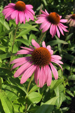 Echinacea purpurea - Purple-Red (Purple Coneflower) – perennial garden photograph 3