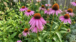 Echinacea purpurea - Purple-Red (Purple Coneflower) – perennial garden photograph 4