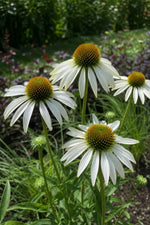 Echinacea purpurea - ‘White Swan’ (Purple Coneflower) – perennial garden photograph 3
