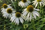 Echinacea purpurea - ‘White Swan’ (Purple Coneflower) – perennial garden photograph 4