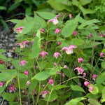 Epimedium rubrum (Barrenwort) – perennial garden photograph 2