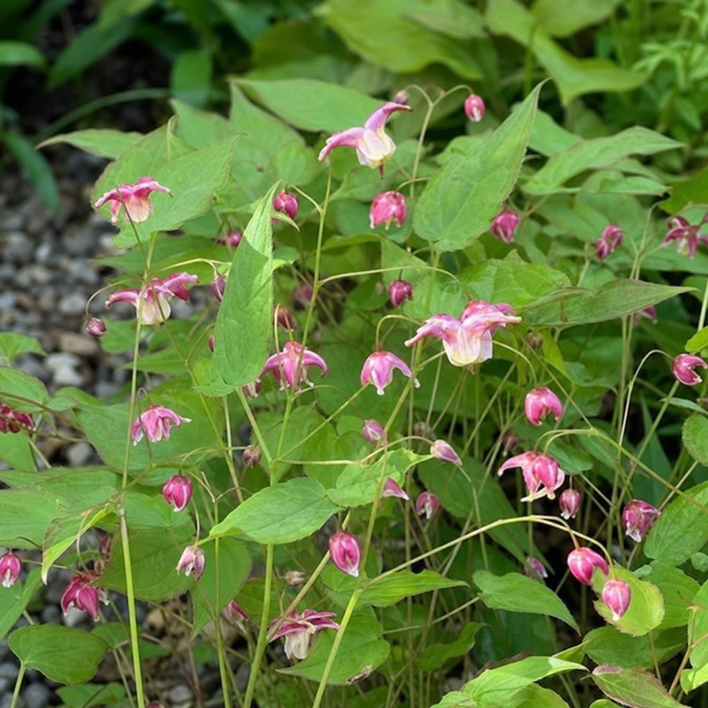 Epimedium rubrum (Barrenwort) – perennial garden photograph 2