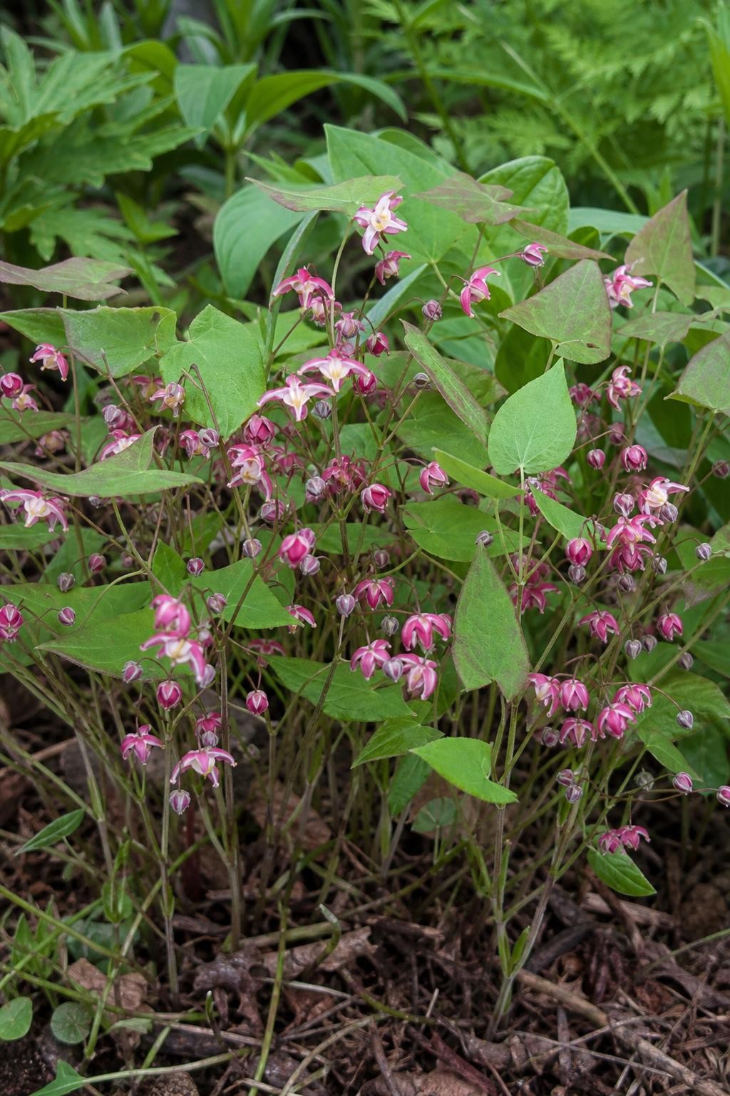 Epimedium rubrum (Barrenwort) – perennial garden photograph 3