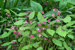 Epimedium rubrum (Barrenwort) – perennial garden photograph 4
