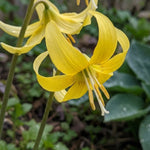 Erythronium 'Pagoda' Dog's Tooth Violet yellow spring flowers - image 1
