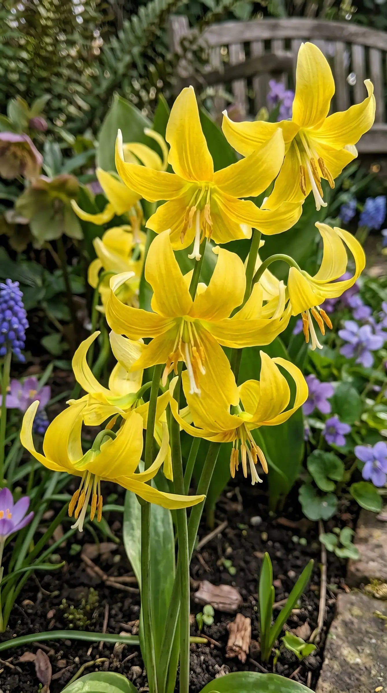 Erythronium 'Pagoda' Dog's Tooth Violet yellow spring flowers - image 2