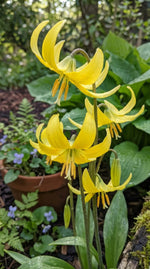 Erythronium 'Pagoda' Dog's Tooth Violet yellow spring flowers - image 3