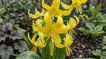 Erythronium 'Pagoda' Dog's Tooth Violet yellow spring flowers - image 4