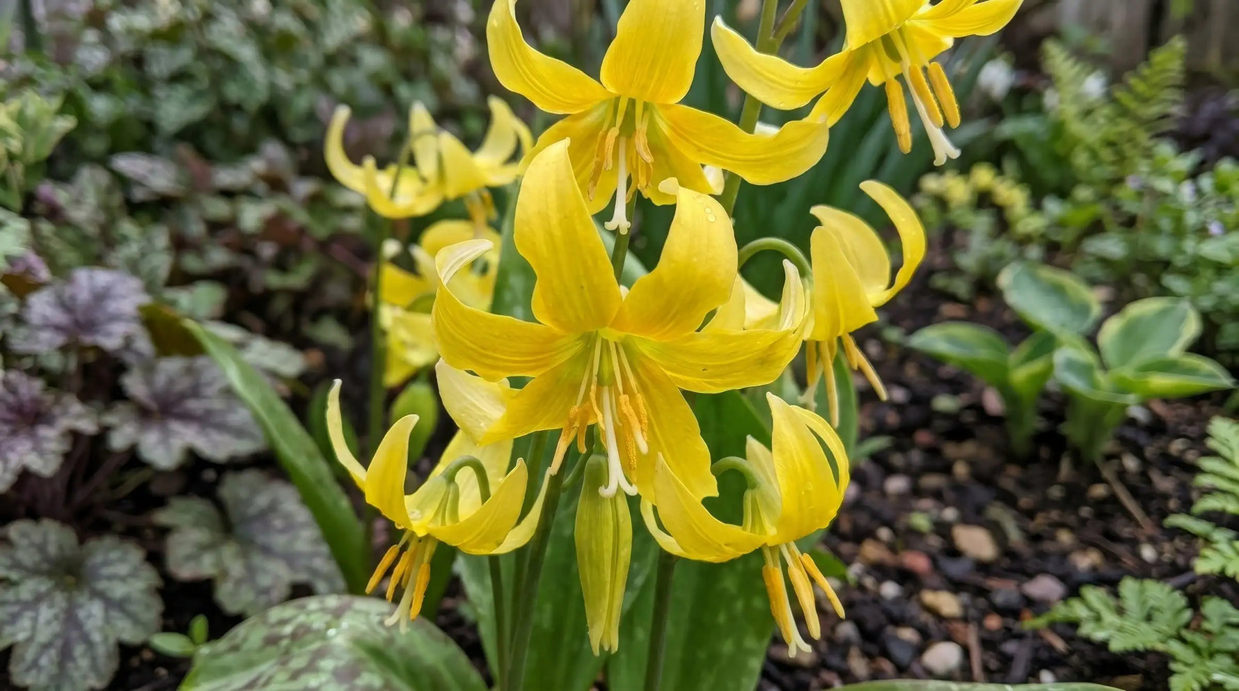 Erythronium 'Pagoda' Dog's Tooth Violet yellow spring flowers - image 4