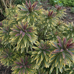 Euphorbia - ‘Ascot Rainbow’ (Spurge) – perennial garden photograph 2