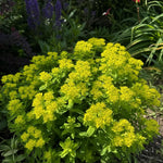 Euphorbia polychroma (Spurge) – perennial garden photograph 2