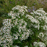 Eurybia divaricata (White Wood Aster) – perennial garden photograph 1