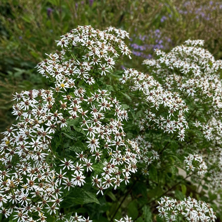 Eurybia divaricata (White Wood Aster) – perennial garden photograph 1
