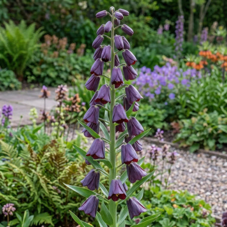 Fritillaria 'Purple Dynamite' (Shiny Persian Lily) - Harding & Bloom