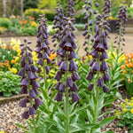 Fritillaria 'Purple Dynamite' (Shiny Persian Lily) - Harding & Bloom