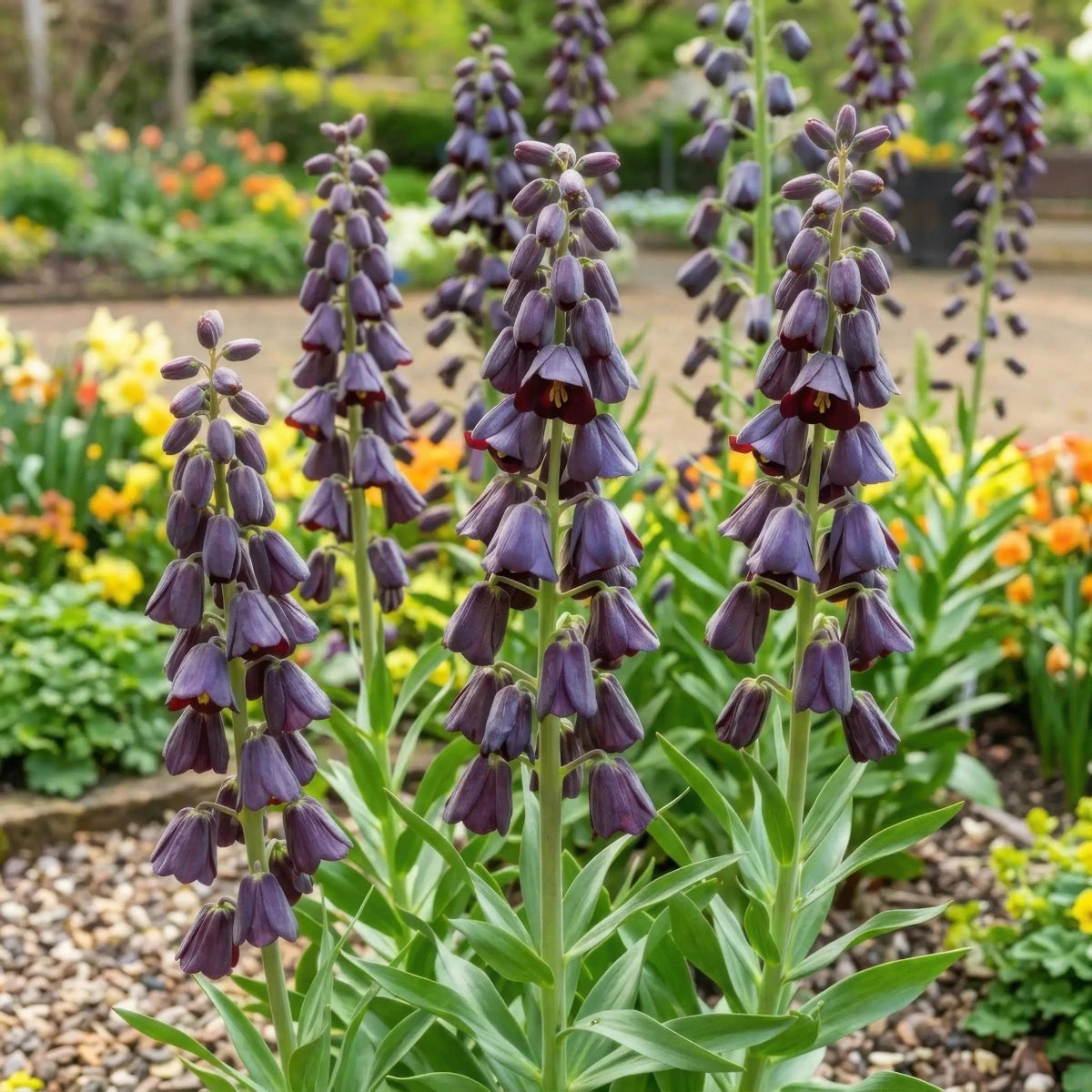 Fritillaria 'Purple Dynamite' (Shiny Persian Lily) - Harding & Bloom