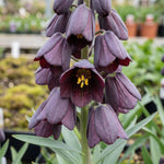 Fritillaria 'Purple Dynamite' (Shiny Persian Lily) - Harding & Bloom