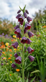 Fritillaria 'Purple Dynamite' (Shiny Persian Lily) - Harding & Bloom