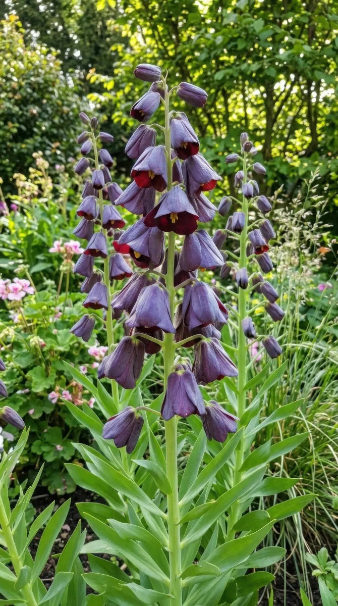Fritillaria 'Purple Dynamite' (Shiny Persian Lily) - Harding & Bloom