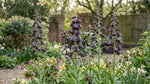 Fritillaria 'Purple Dynamite' (Shiny Persian Lily) - Harding & Bloom