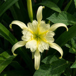 Hymenocallis 'Sulphur Queen' (Spider Lily) - Harding & Bloom
