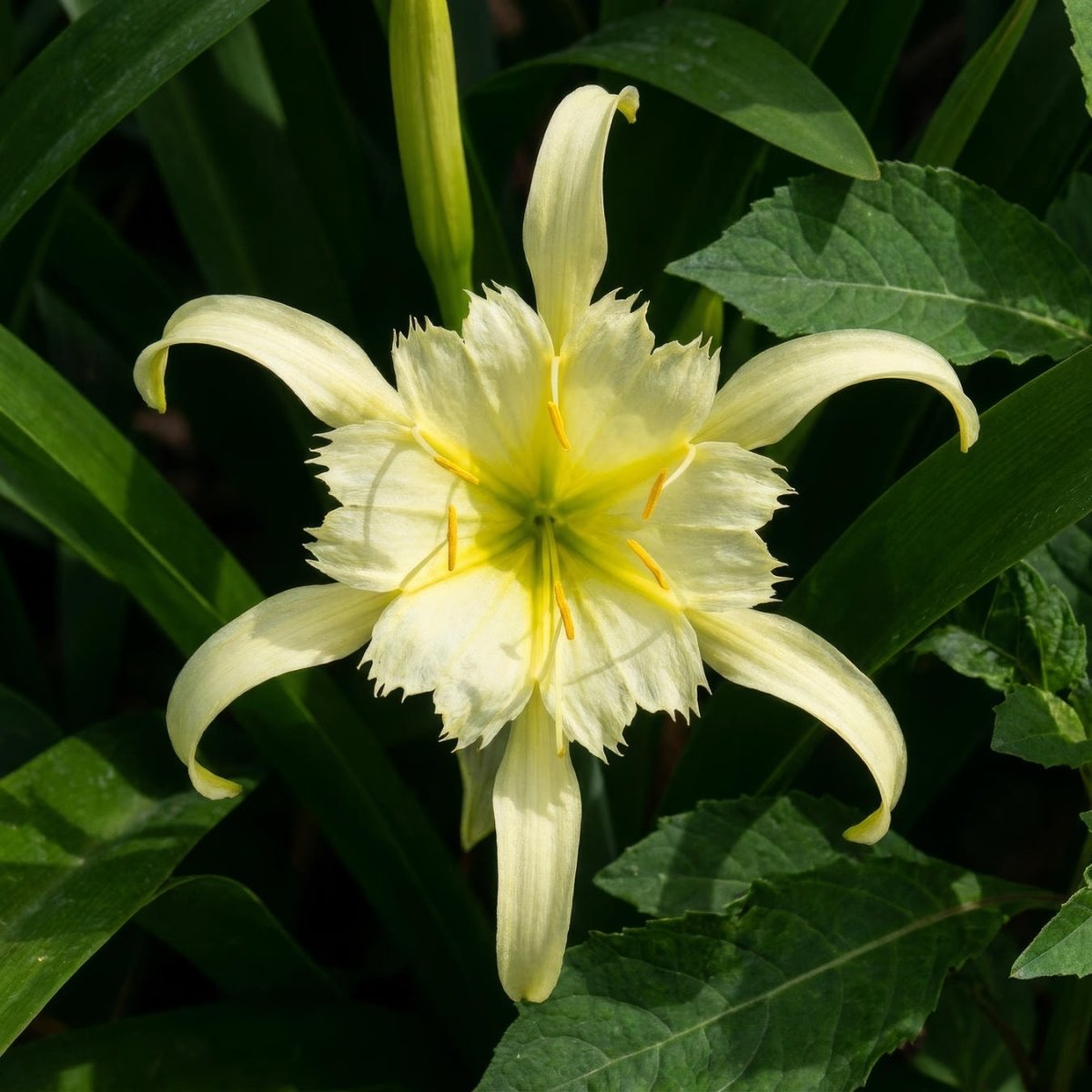 Hymenocallis 'Sulphur Queen' (Spider Lily) - Harding & Bloom