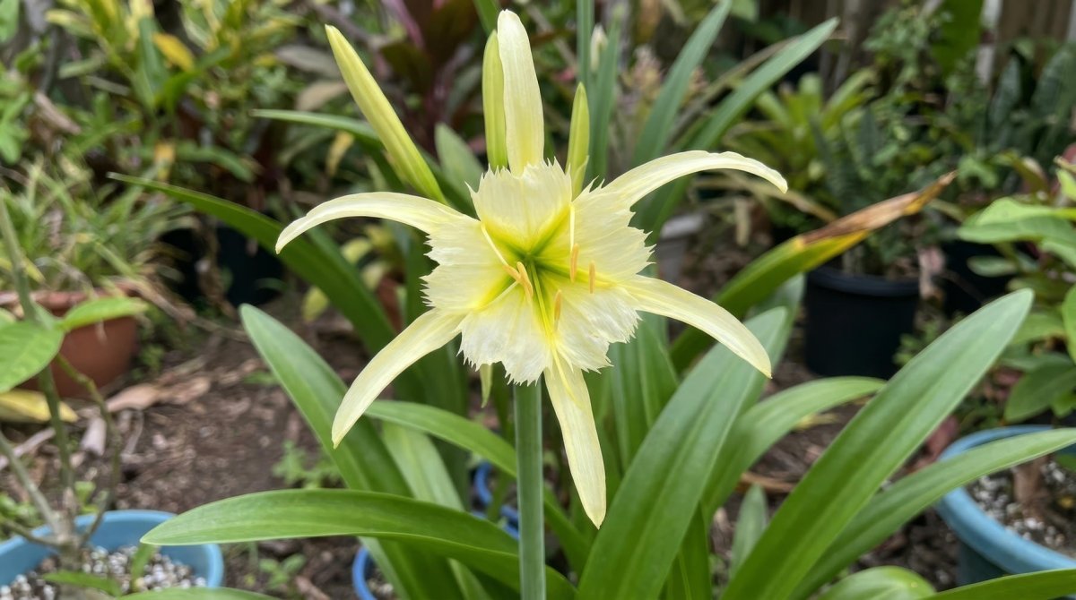 Hymenocallis 'Sulphur Queen' (Spider Lily) - Harding & Bloom