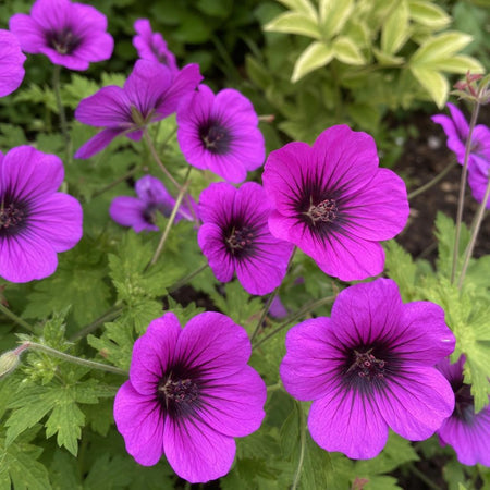 Geranium - ‘Ann Folkard’ (Hardy Geranium) – perennial garden photograph 1