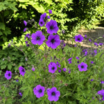 Geranium - ‘Ann Folkard’ (Hardy Geranium) – perennial garden photograph 2