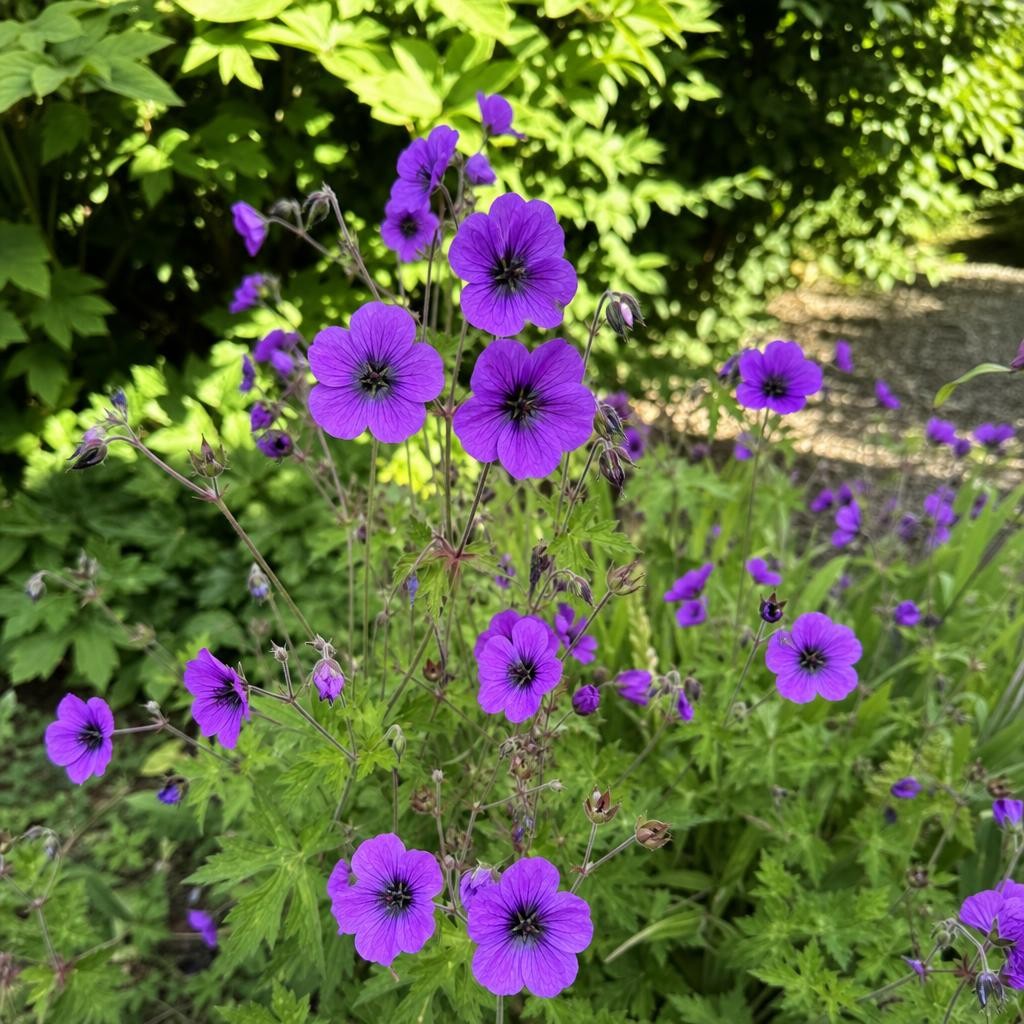 Geranium - ‘Ann Folkard’ (Hardy Geranium) – perennial garden photograph 2