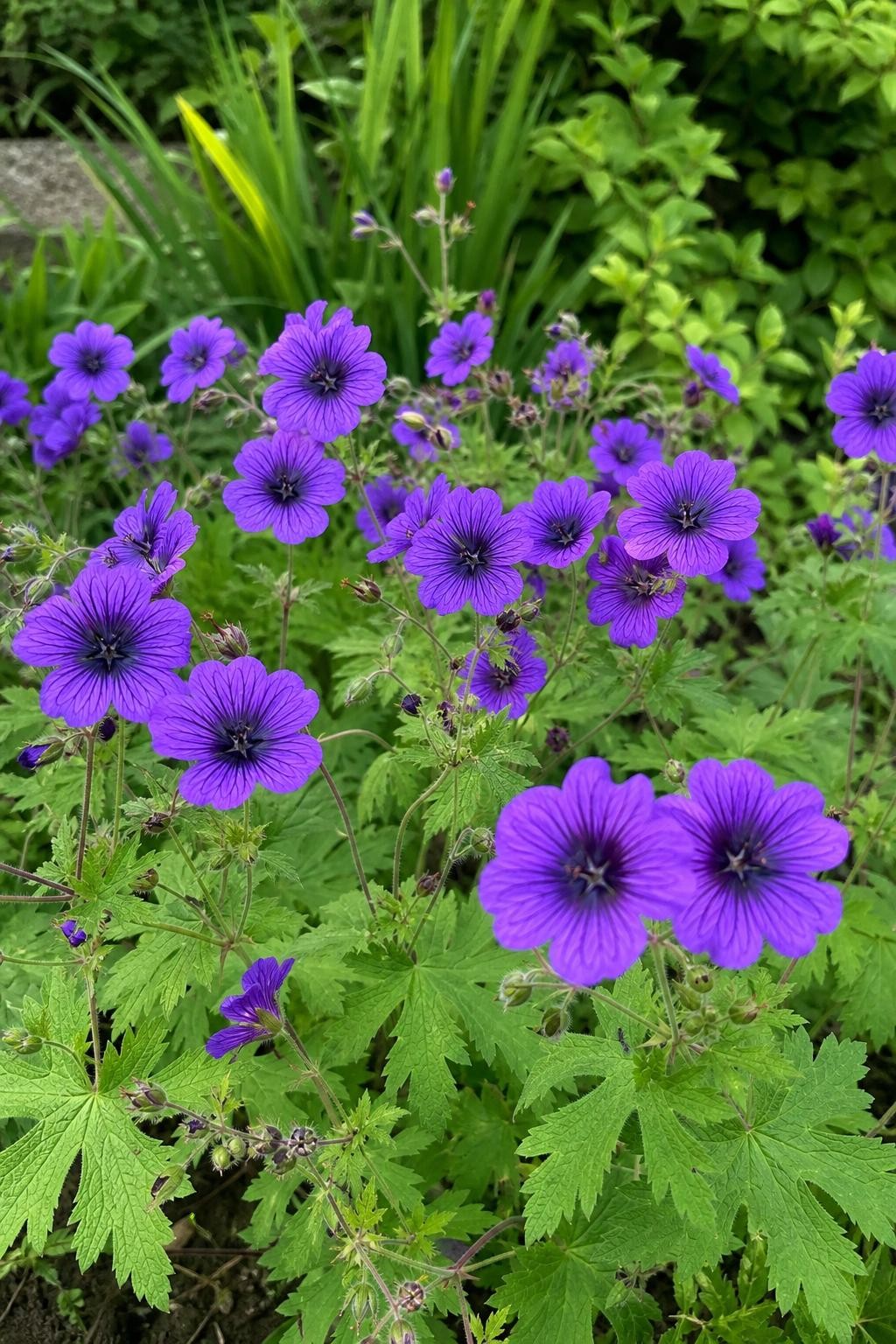 Geranium - ‘Ann Folkard’ (Hardy Geranium) – perennial garden photograph 3