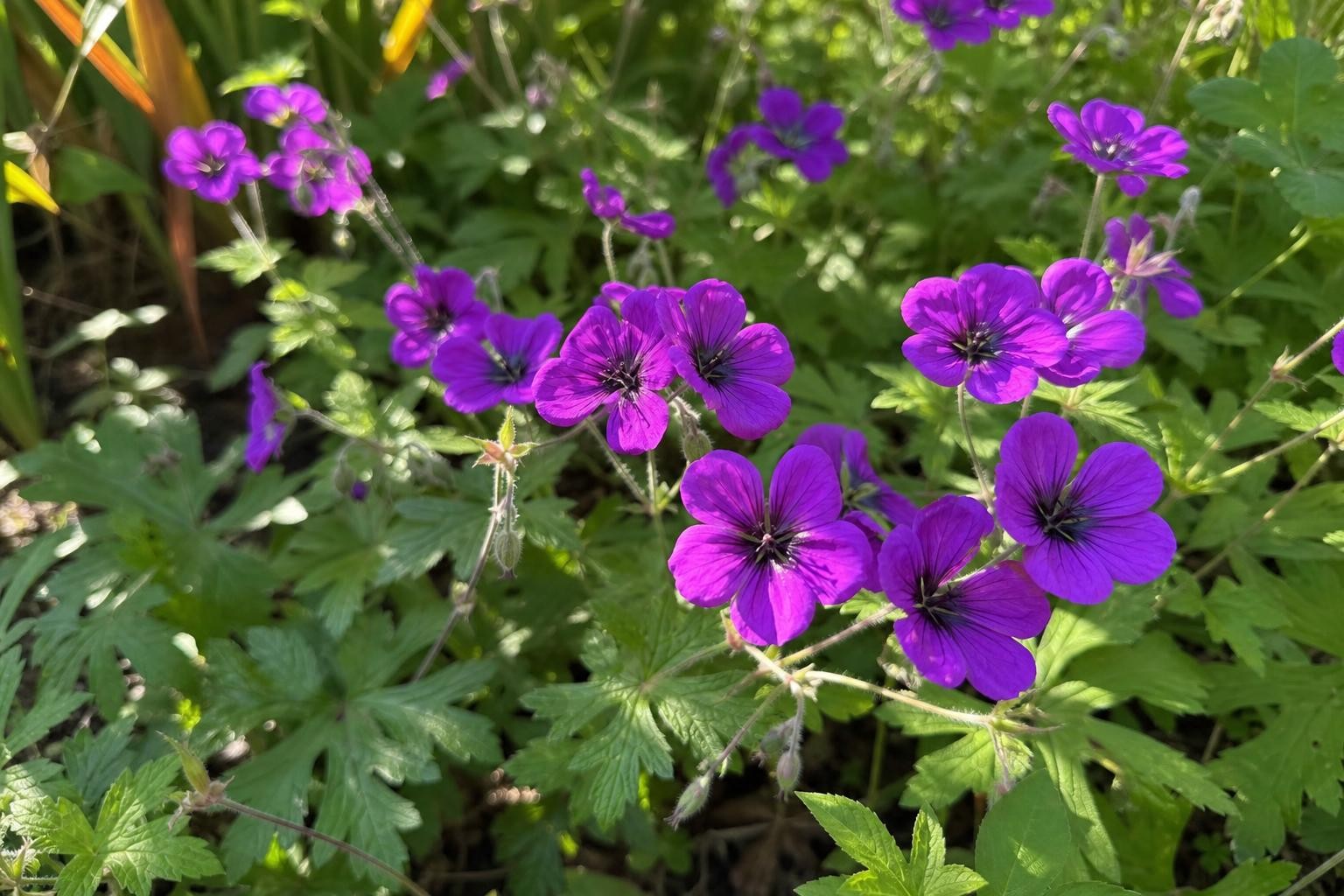 Geranium - ‘Ann Folkard’ (Hardy Geranium) – perennial garden photograph 4