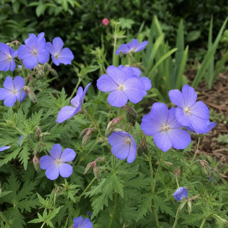 Geranium - ‘Johnson's Blue’ (Hardy Geranium) – perennial garden photograph 1
