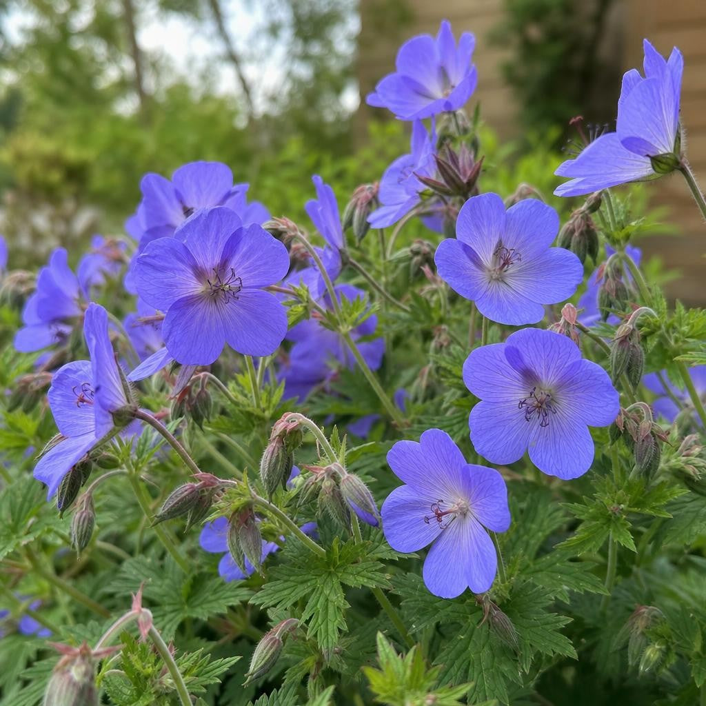 Geranium - ‘Johnson's Blue’ (Hardy Geranium) – perennial garden photograph 2
