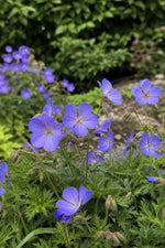 Geranium - ‘Johnson's Blue’ (Hardy Geranium) – perennial garden photograph 3