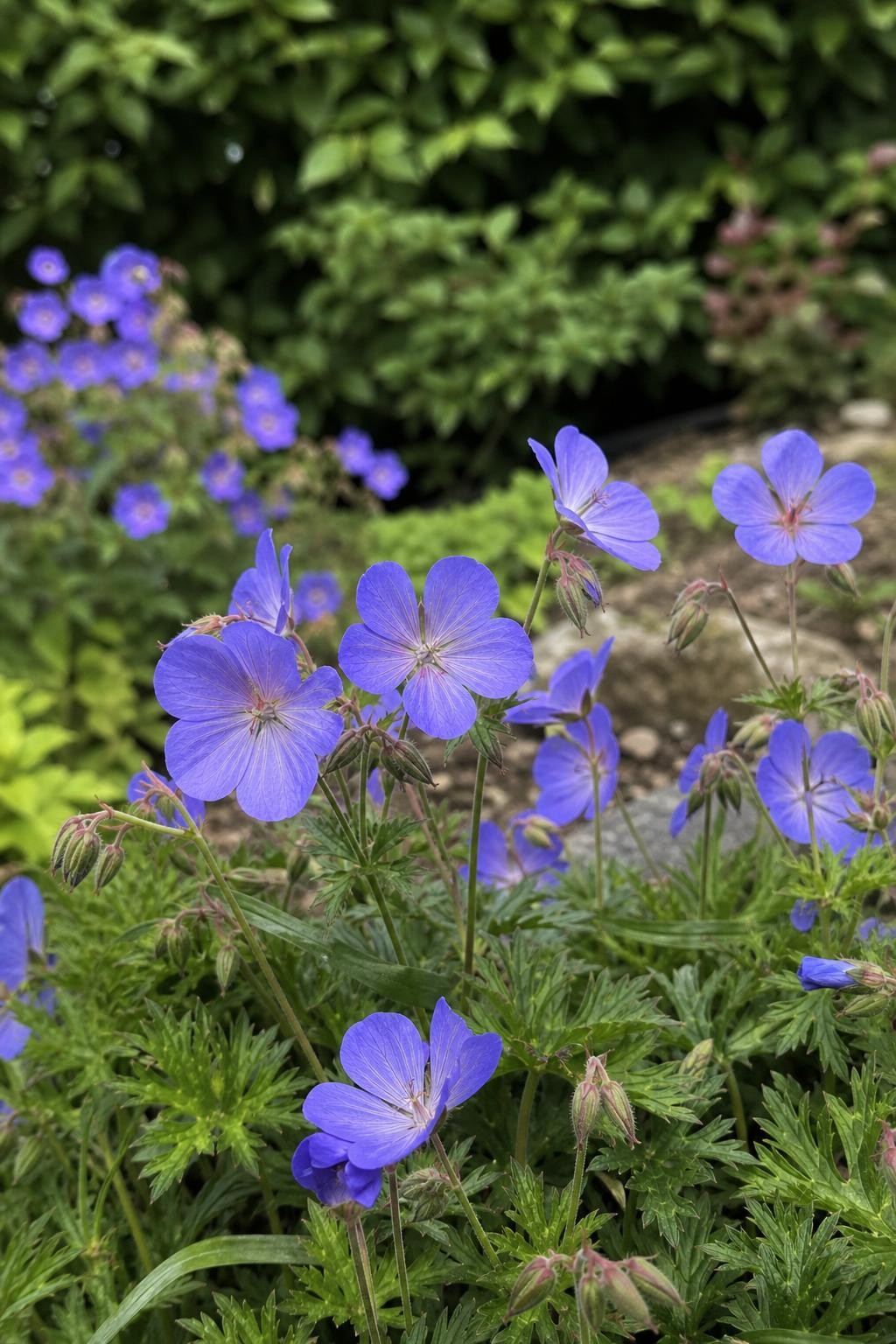 Geranium - ‘Johnson's Blue’ (Hardy Geranium) – perennial garden photograph 3