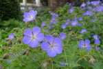 Geranium - ‘Johnson's Blue’ (Hardy Geranium) – perennial garden photograph 4
